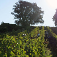 Clos du Chêne Vert 2024 "En-primeur"