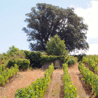 Clos du Chêne Vert 2024 "En-primeur"