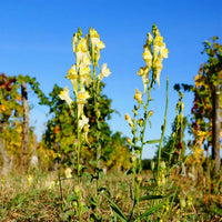 Les Varennes du Grand Clos 2025 "En-primeur"