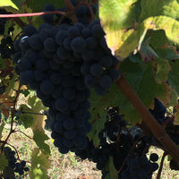 Les Varennes du Grand Clos 2014
