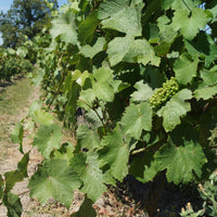 Les Charmes - blanc 2023