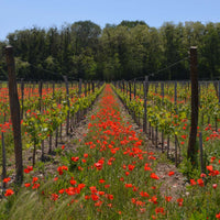 Les Charmes - blanc 2020