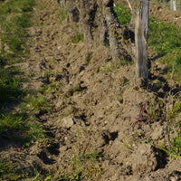 Les Charmes - blanc 2020