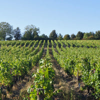 Clos de la Dioterie 2018 - Charles Joguet