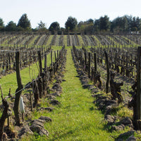 Clos de la Dioterie 2018 - Charles Joguet