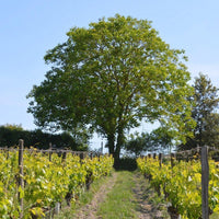 Clos de la Dioterie 2018 - Charles Joguet
