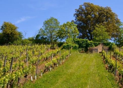 Clos du Chêne Vert 2014 - Charles Joguet