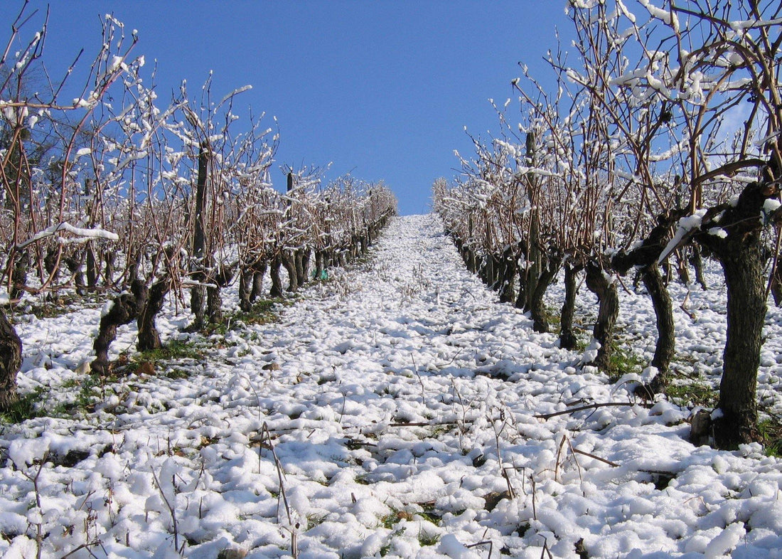 Clos du Chêne Vert 2015 - Charles Joguet