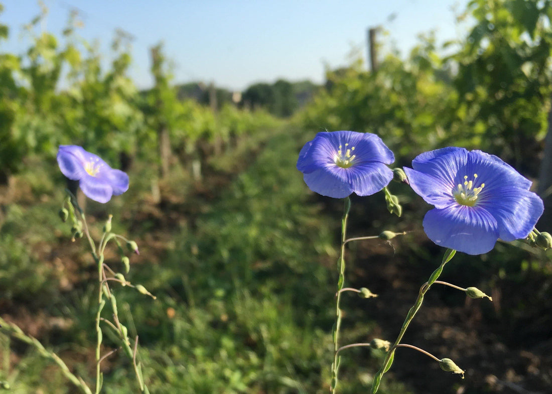 La Cure 2014 - Charles Joguet