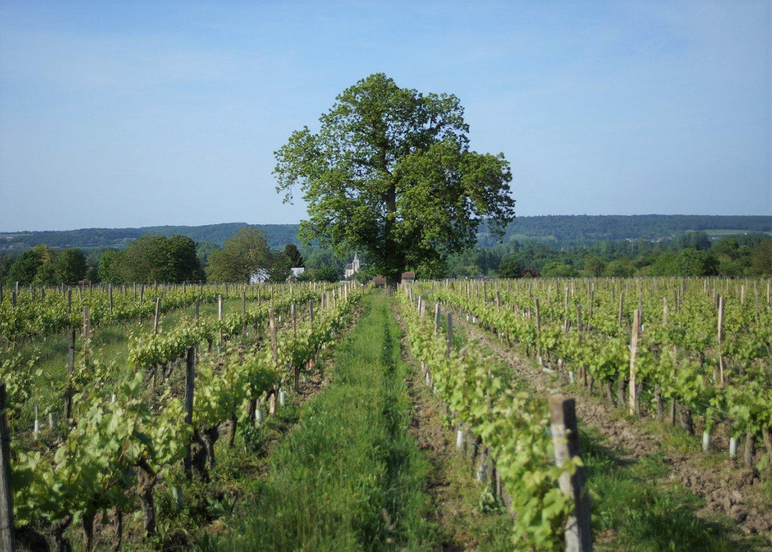 Les Charmes 2015 - Charles Joguet