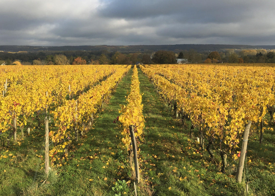 Les Charmes 2013 - Charles Joguet