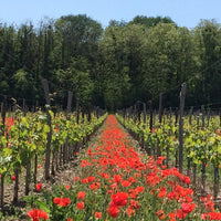Les Charmes 2014 - Charles Joguet