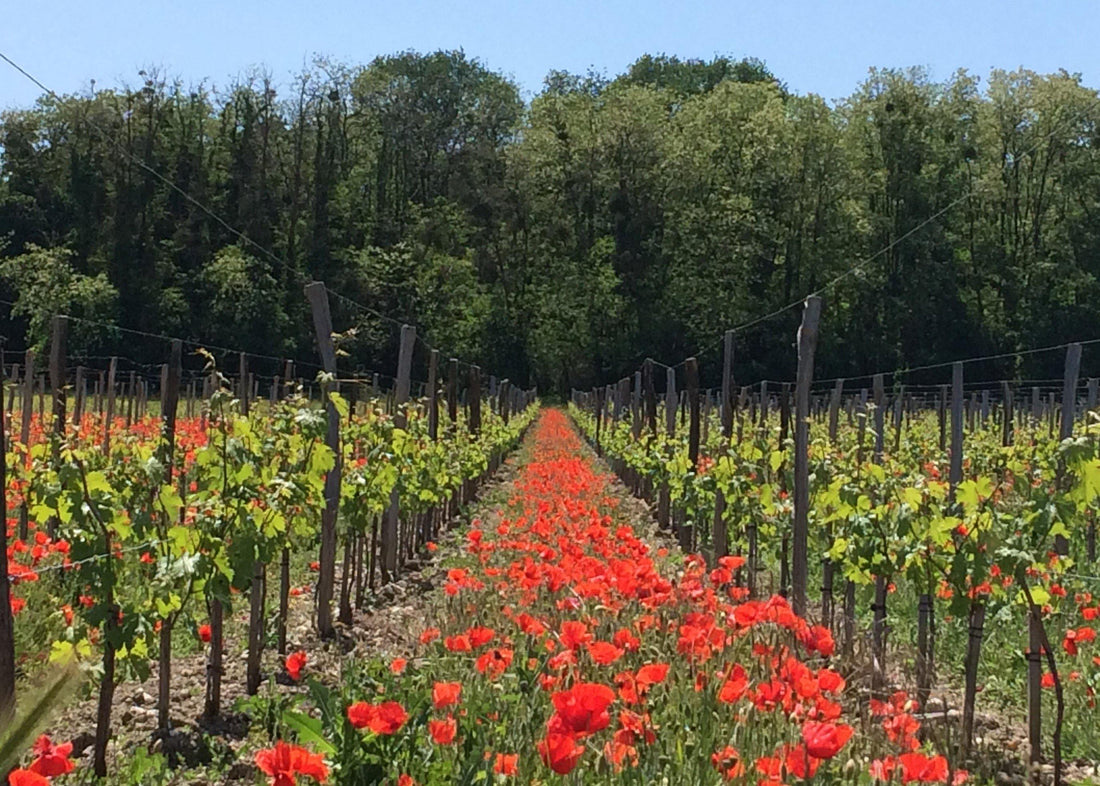 Les Charmes 2015 - Charles Joguet