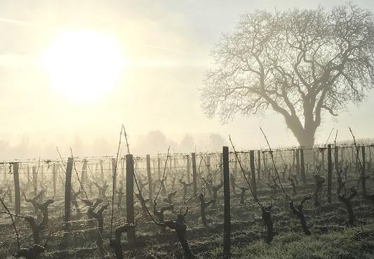 Les Varennes du Grand Clos 2015 - Charles Joguet