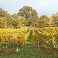 Silènes 2020 - Charles Joguet