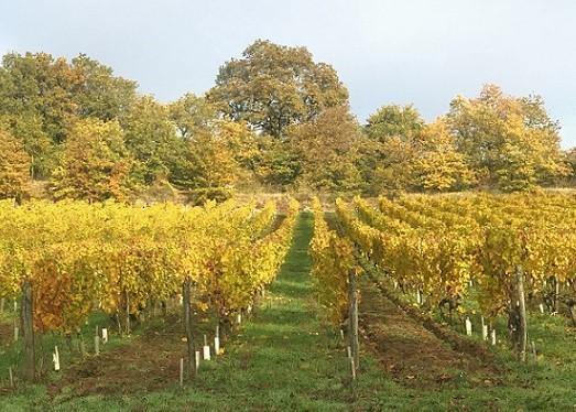 Silenes 2013 - Charles Joguet