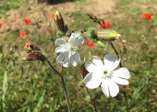 Silenes 2013 - Charles Joguet