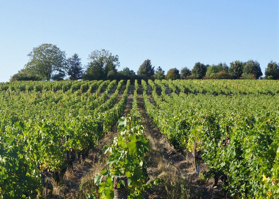 Clos de la Dioterie 2018 - Charles Joguet