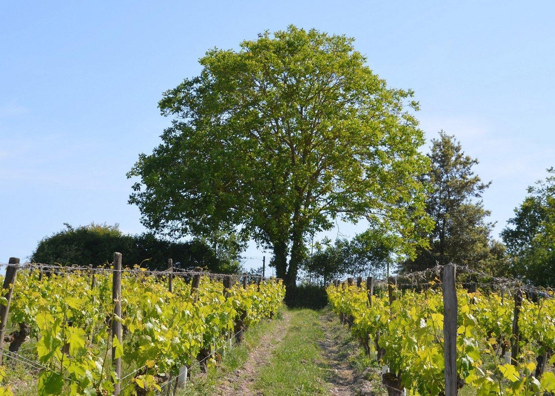 Clos de la Dioterie 2011 - Charles Joguet