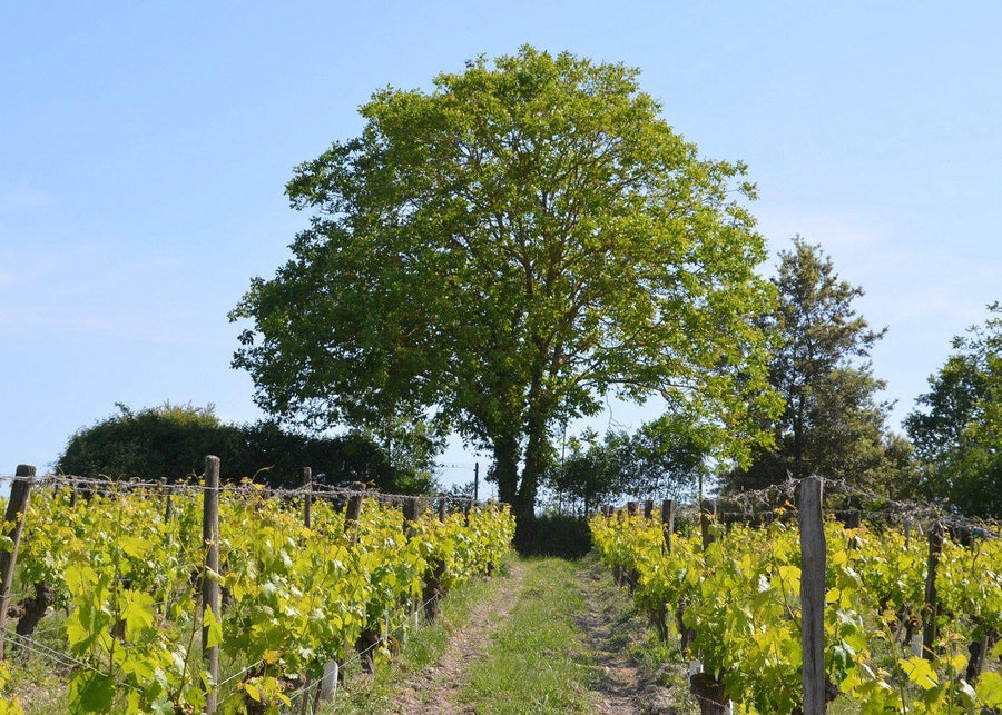 Clos de la Dioterie 2015 - Charles Joguet