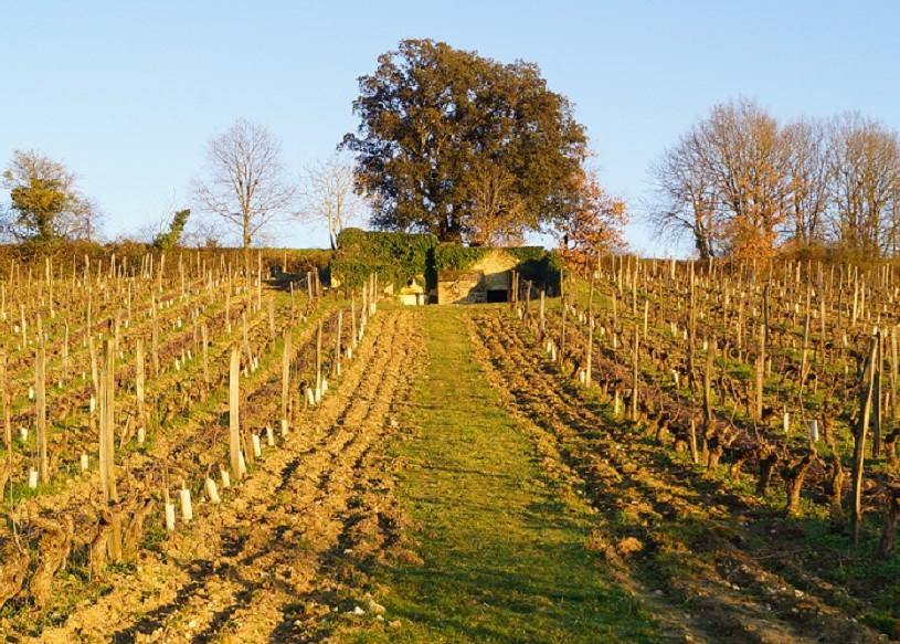 Clos du Chêne Vert 2015 - Charles Joguet