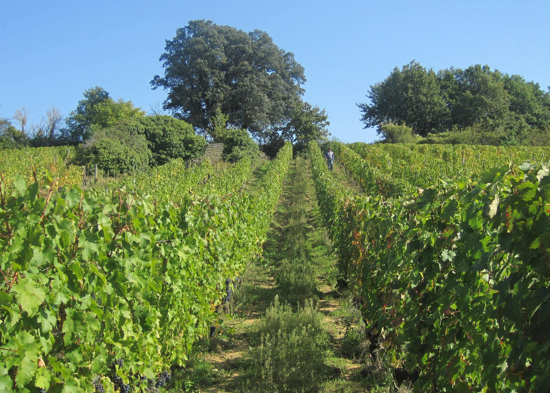 Clos du Chêne Vert 2015 - Charles Joguet