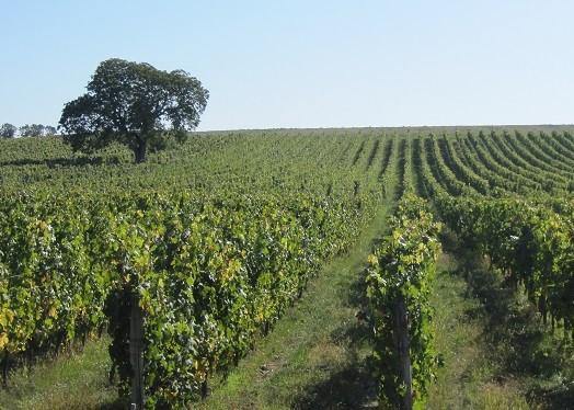 Les Varennes du Grand Clos 2004 - Charles Joguet