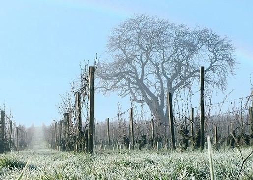 Les Varennes du Grand Clos 2008 - Charles Joguet