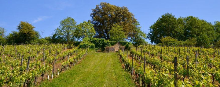 Clos du Chêne Vert - Charles Joguet