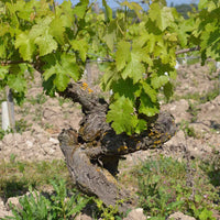 Clos de la Dioterie 2022