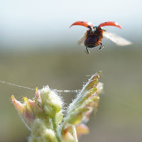 Clos de la Dioterie 2014