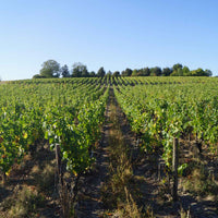 Clos de la Dioterie 2018