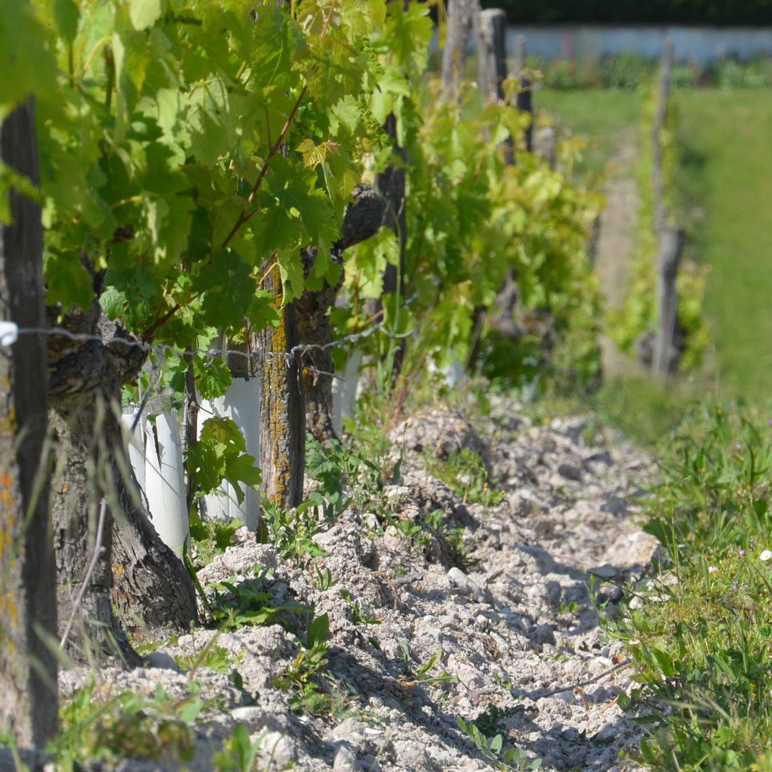 Clos de la Dioterie 2012