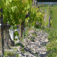 Clos de la Dioterie 2017