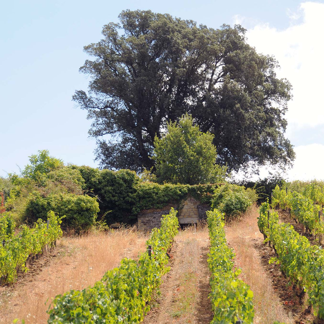 Clos du Chêne Vert 2024 "En-primeur"