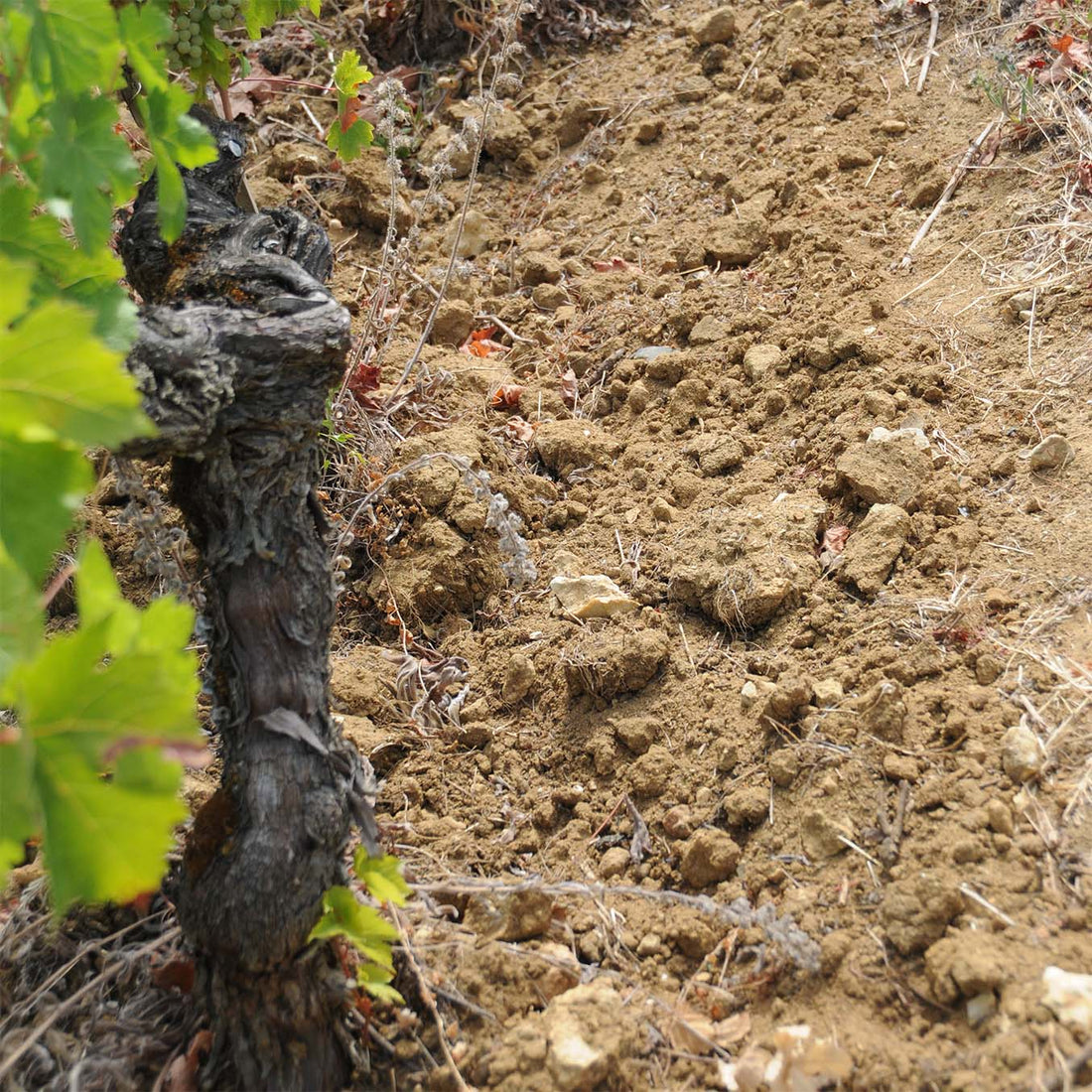 Clos du Chêne Vert 2023