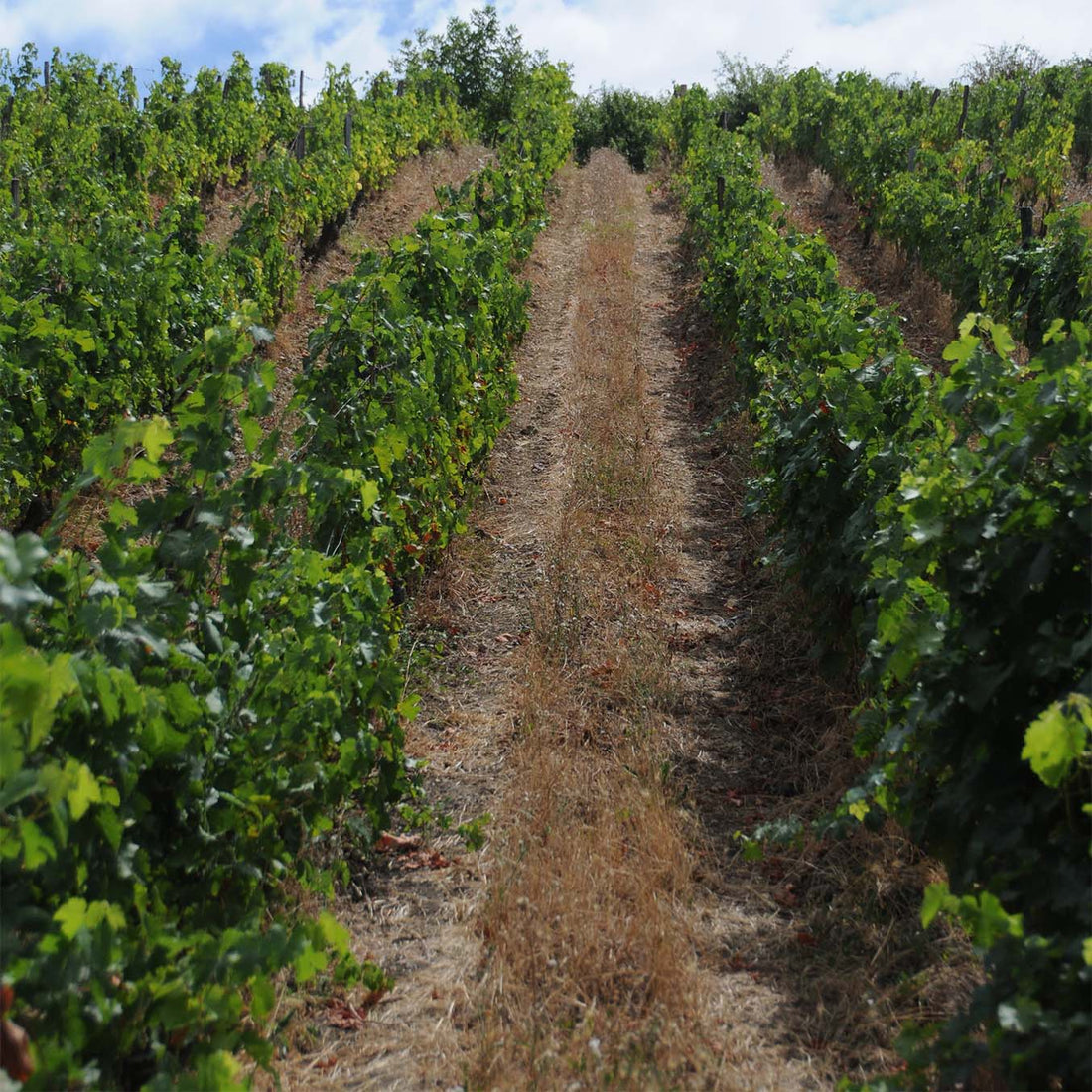 Clos du Chêne Vert 2024 "En-primeur"