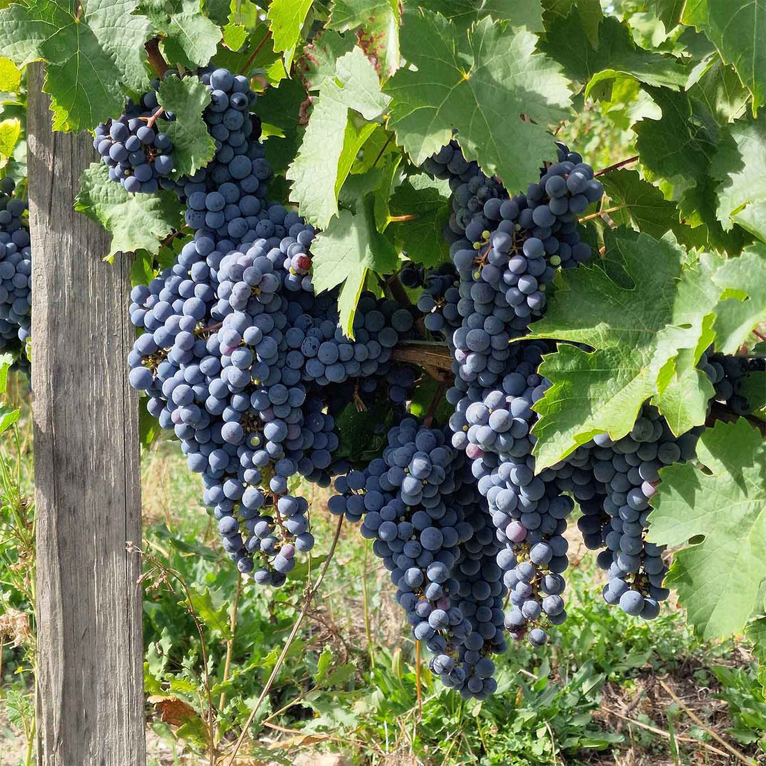 Les Varennes du Grand Clos 2025 "En-primeur"