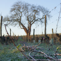 Les Varennes du Grand Clos 2014