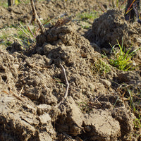 Les Varennes du Grand Clos 2014