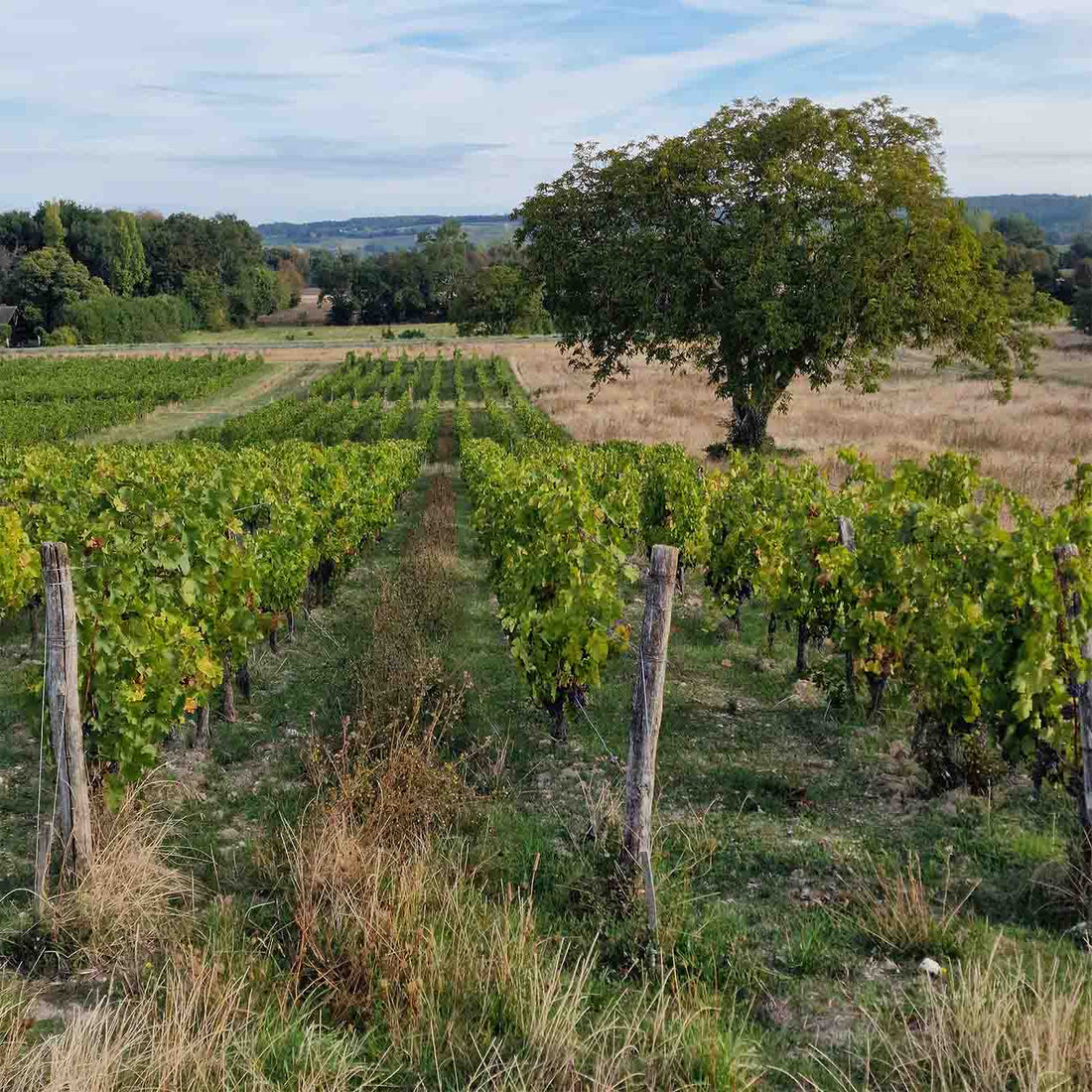 Les Varennes du Grand Clos 2021
