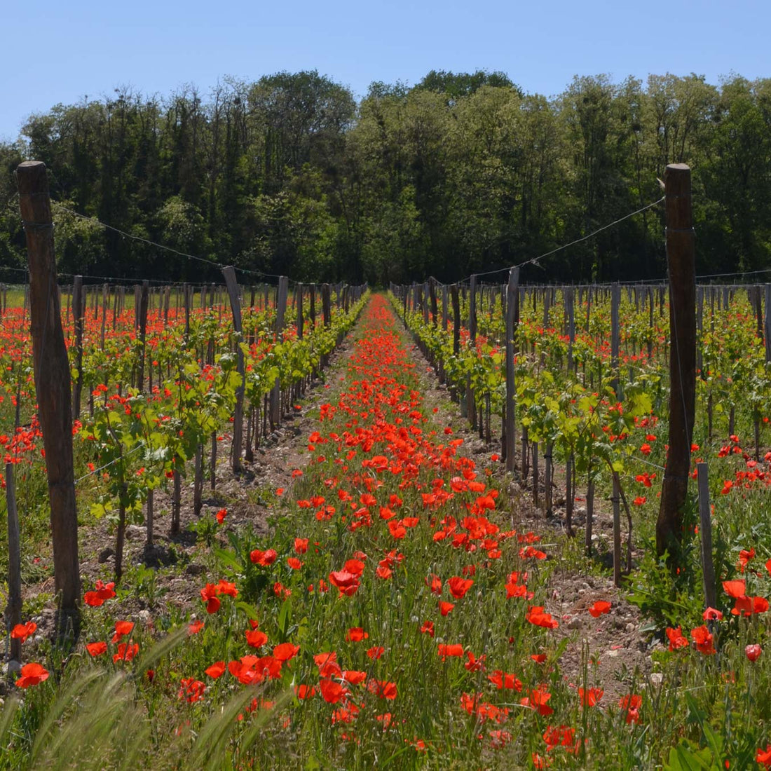 Les Charmes - blanc 2020