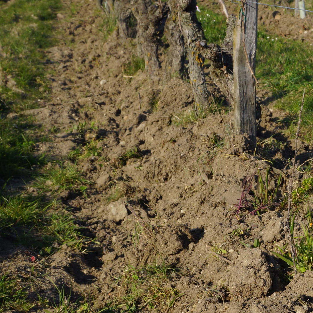 Les Charmes - blanc 2020