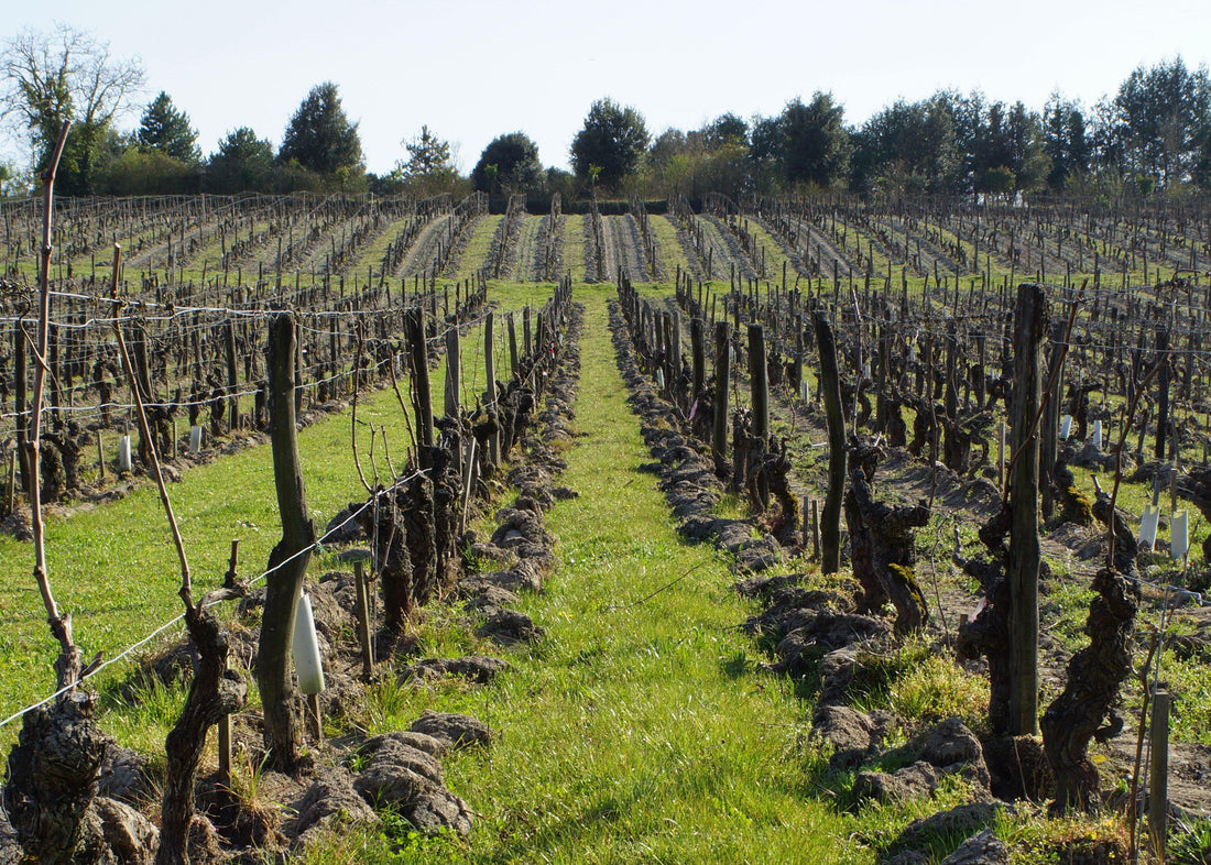 Clos de la Dioterie 2012 - Charles Joguet