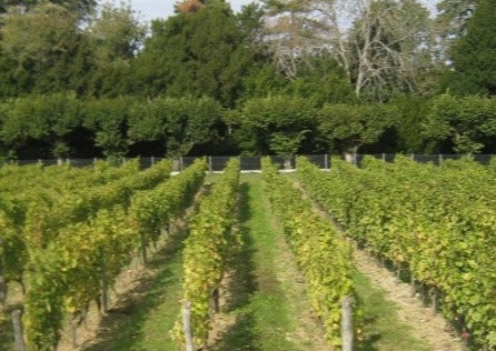 Les Charmes white 2019 - Charles Joguet
